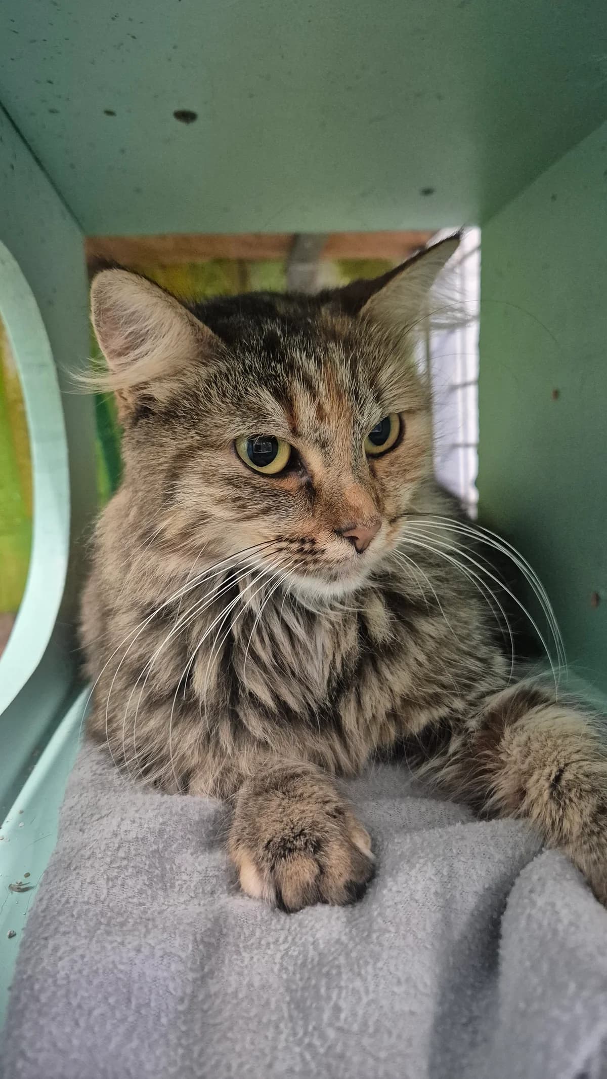 Layla, female young Mixed Breed Cat for adoption at Dierenbescherming Mechelen, Mechelen