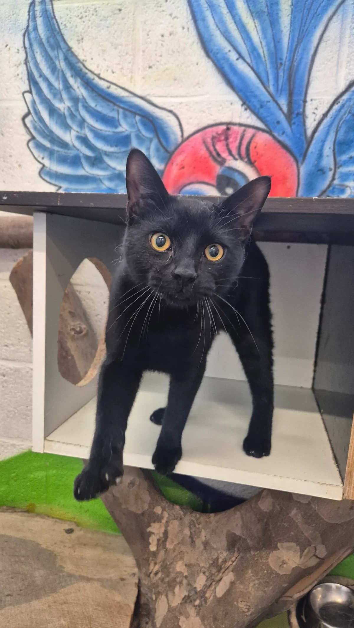 Truffel, male young European Shorthair for adoption at Dierenbescherming Mechelen, Mechelen