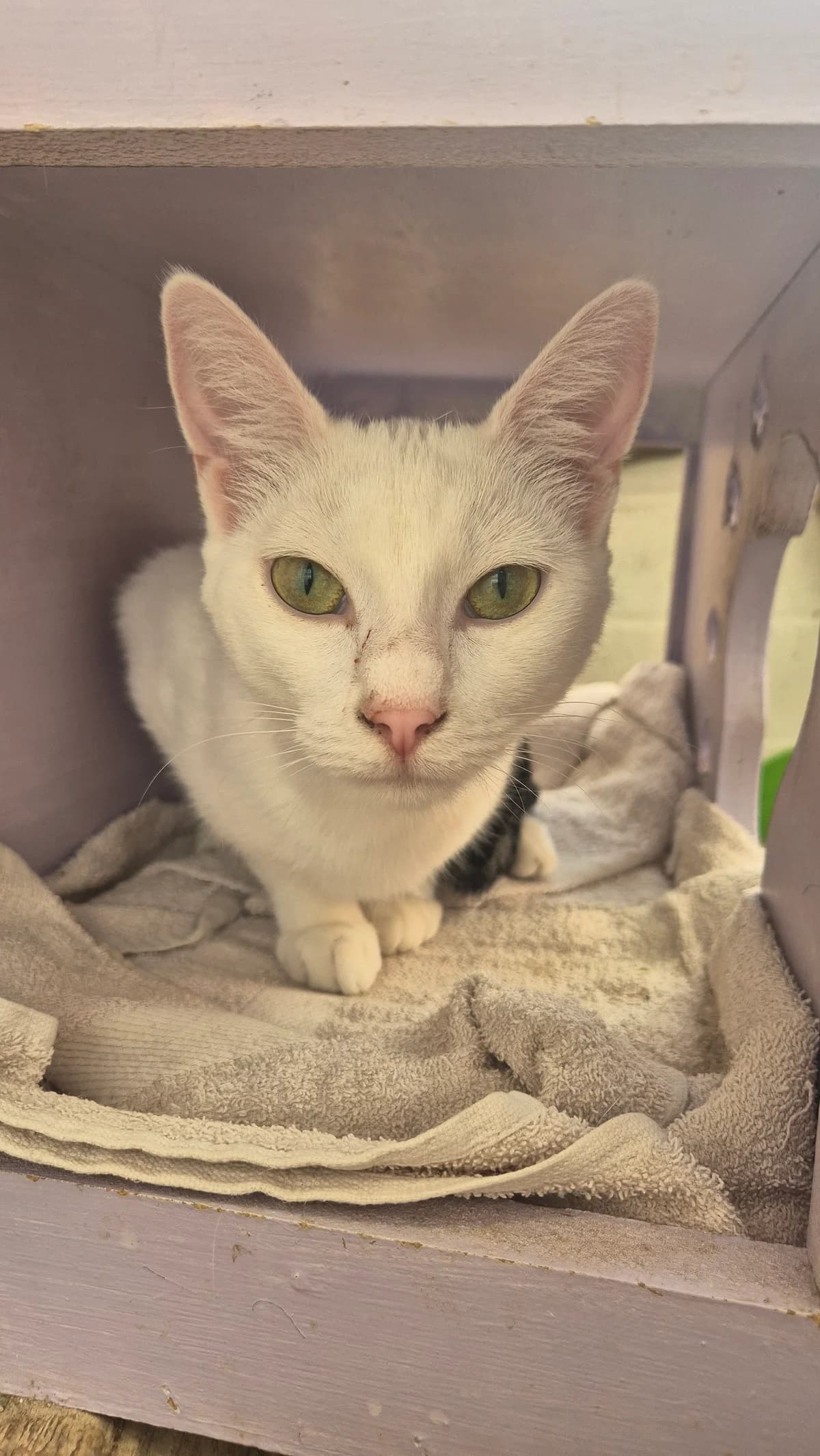 Sprotje, male young European Shorthair for adoption at Dierenbescherming Mechelen, Mechelen