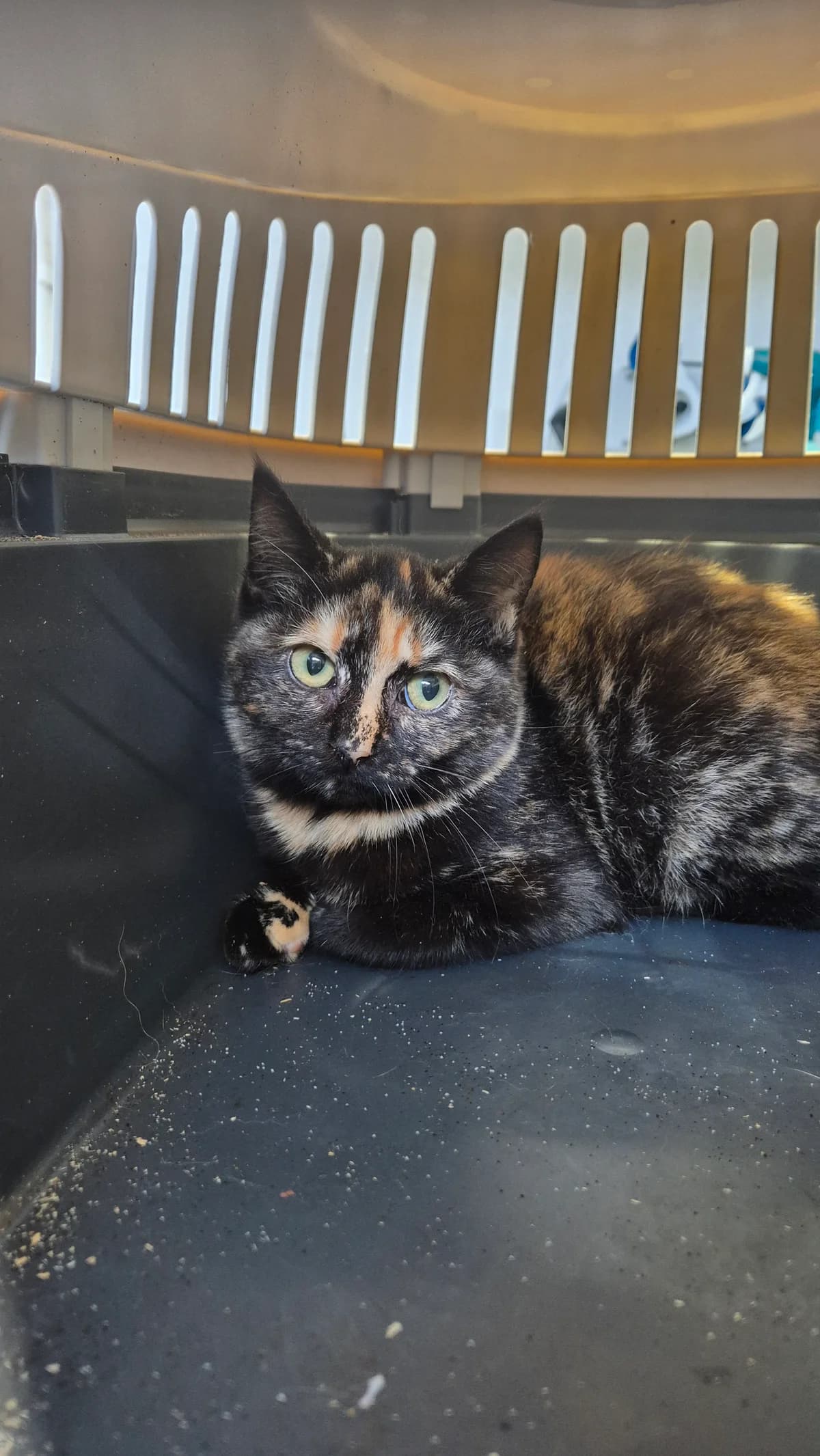 Amaretto, female European Shorthair for adoption at Dierenbescherming Mechelen, Mechelen