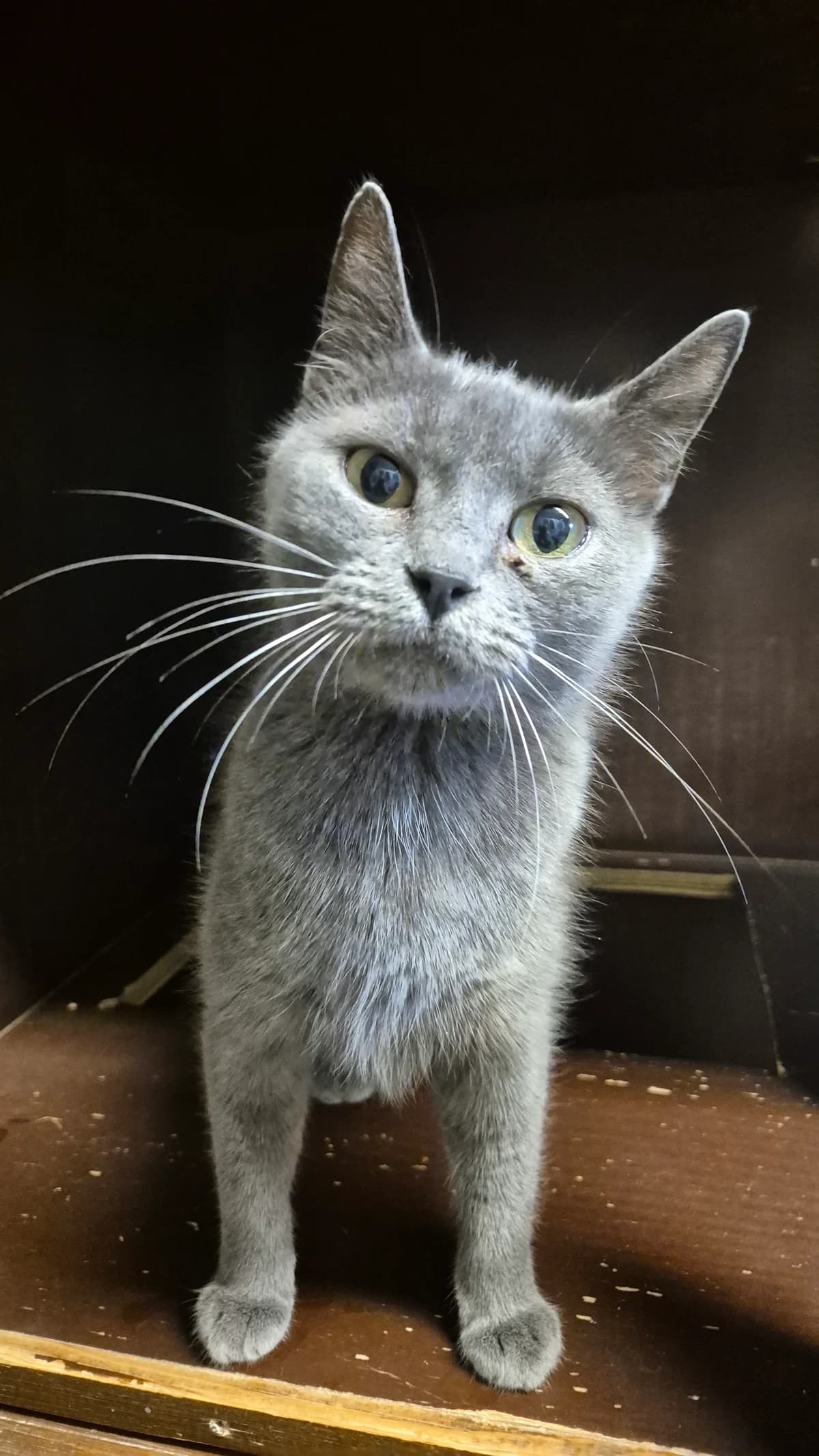 Nora, female senior European Shorthair for adoption at Dierenbescherming Mechelen, Mechelen