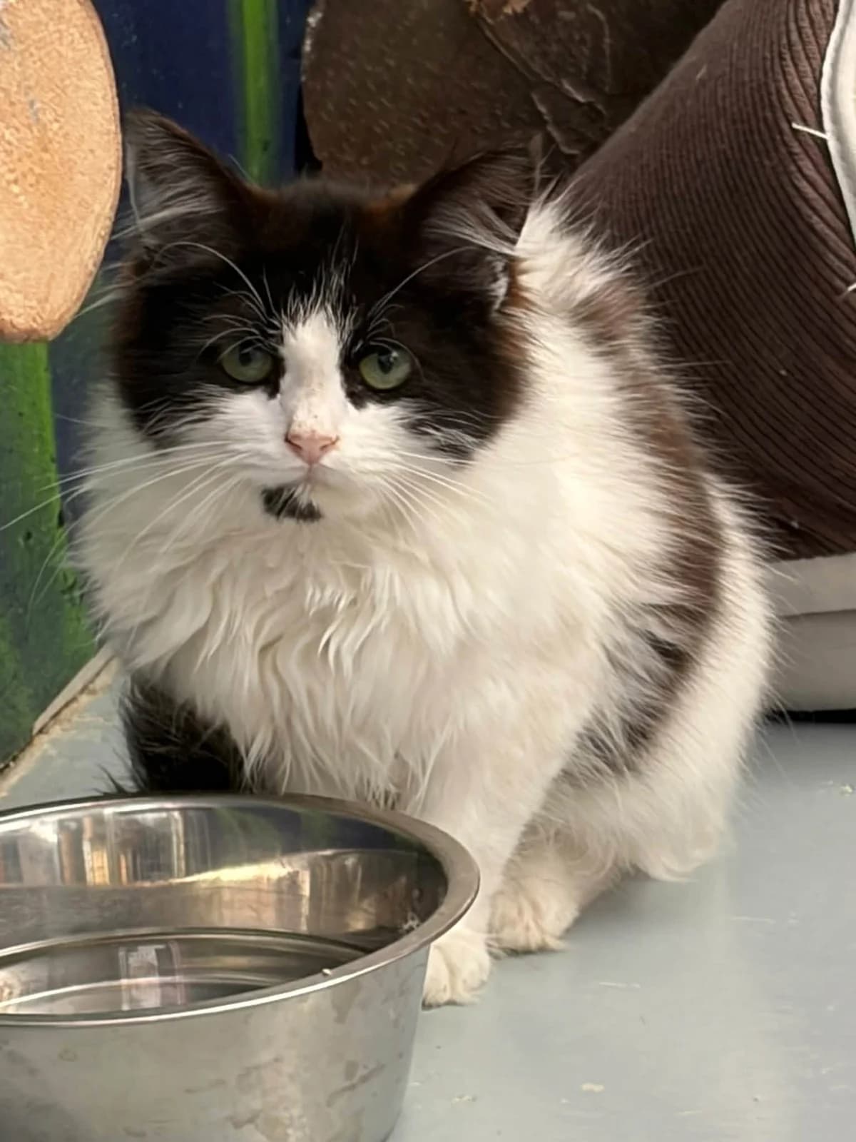 Mojito, female Mixed Breed Cat for adoption at Dierenbescherming Mechelen, Mechelen