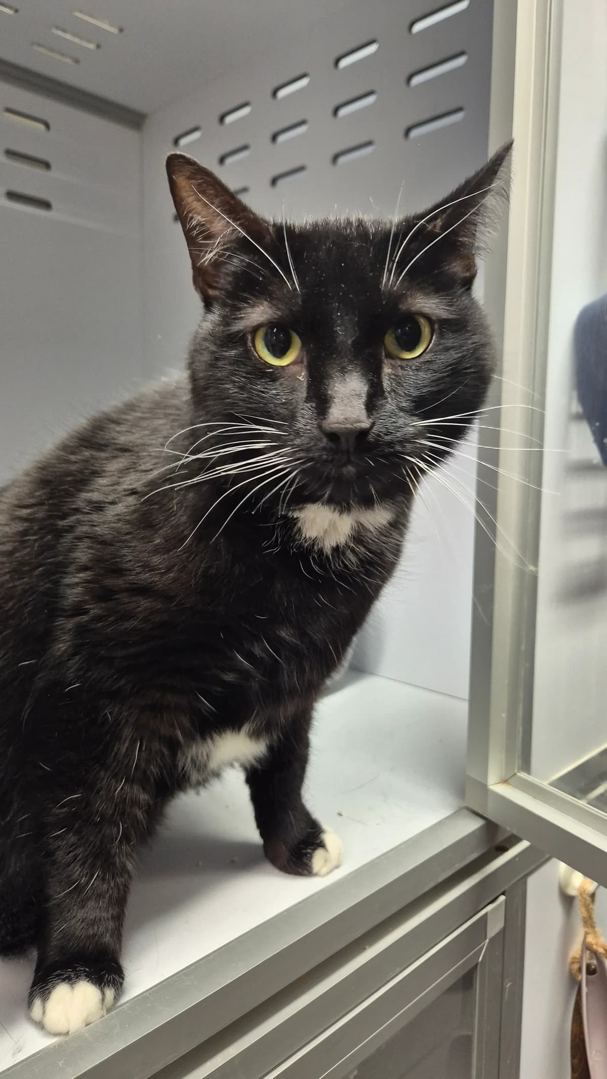 Blue, female 7yo Mixed Breed Cat for adoption at Dierenbescherming Mechelen, Mechelen