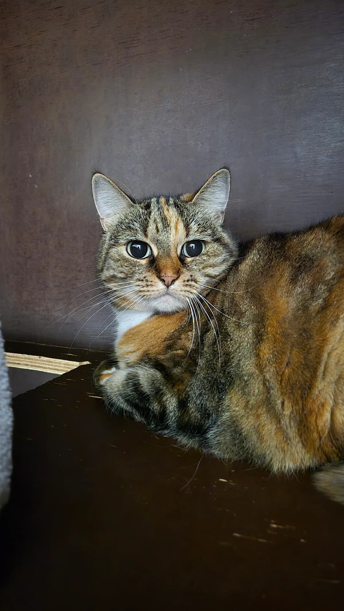 Pipa, female 4yo Mixed Breed Cat for adoption at Dierenbescherming Mechelen, Mechelen
