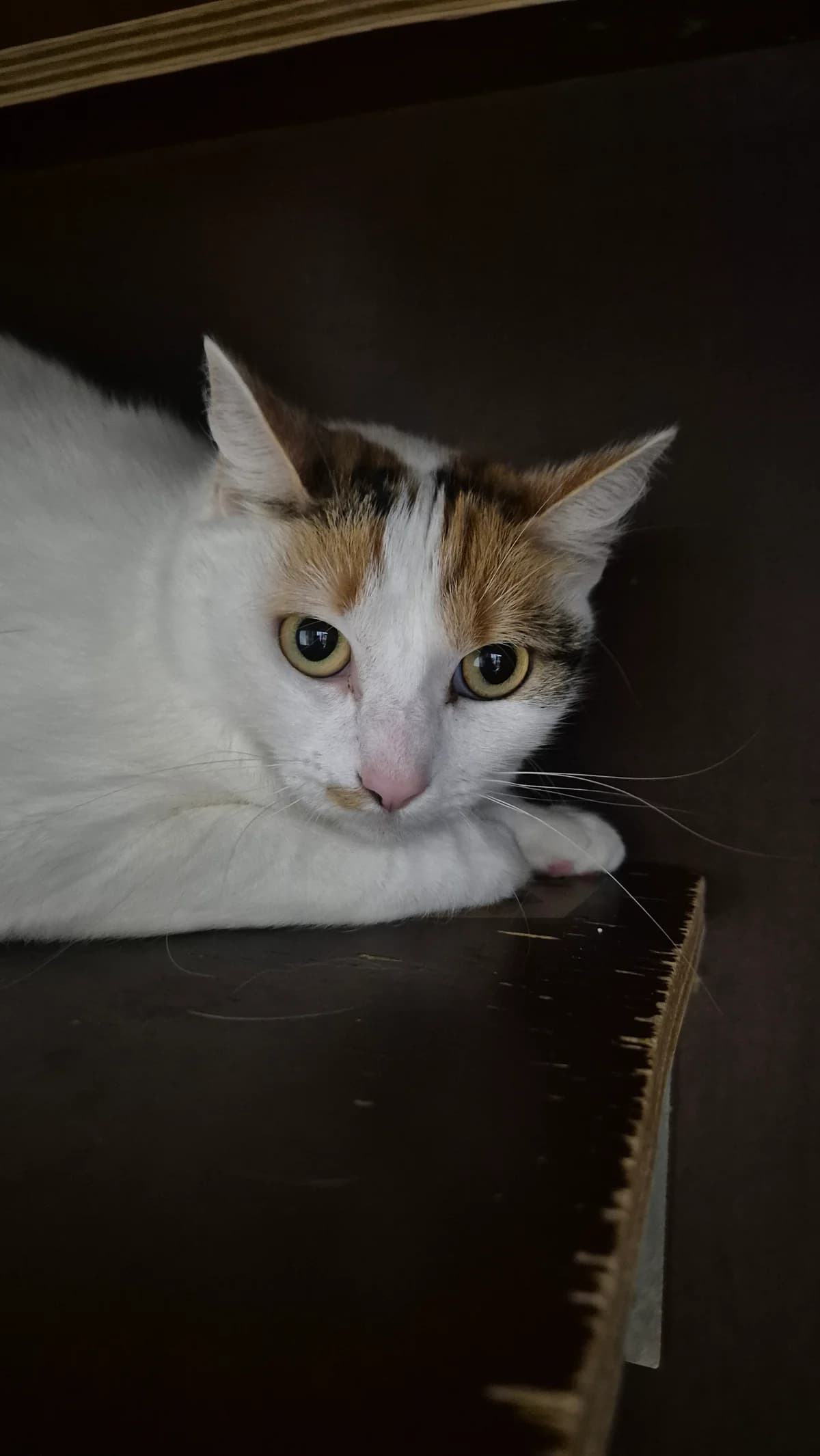 Xena, female 3yo Mixed Breed Cat for adoption at Dierenbescherming Mechelen, Mechelen