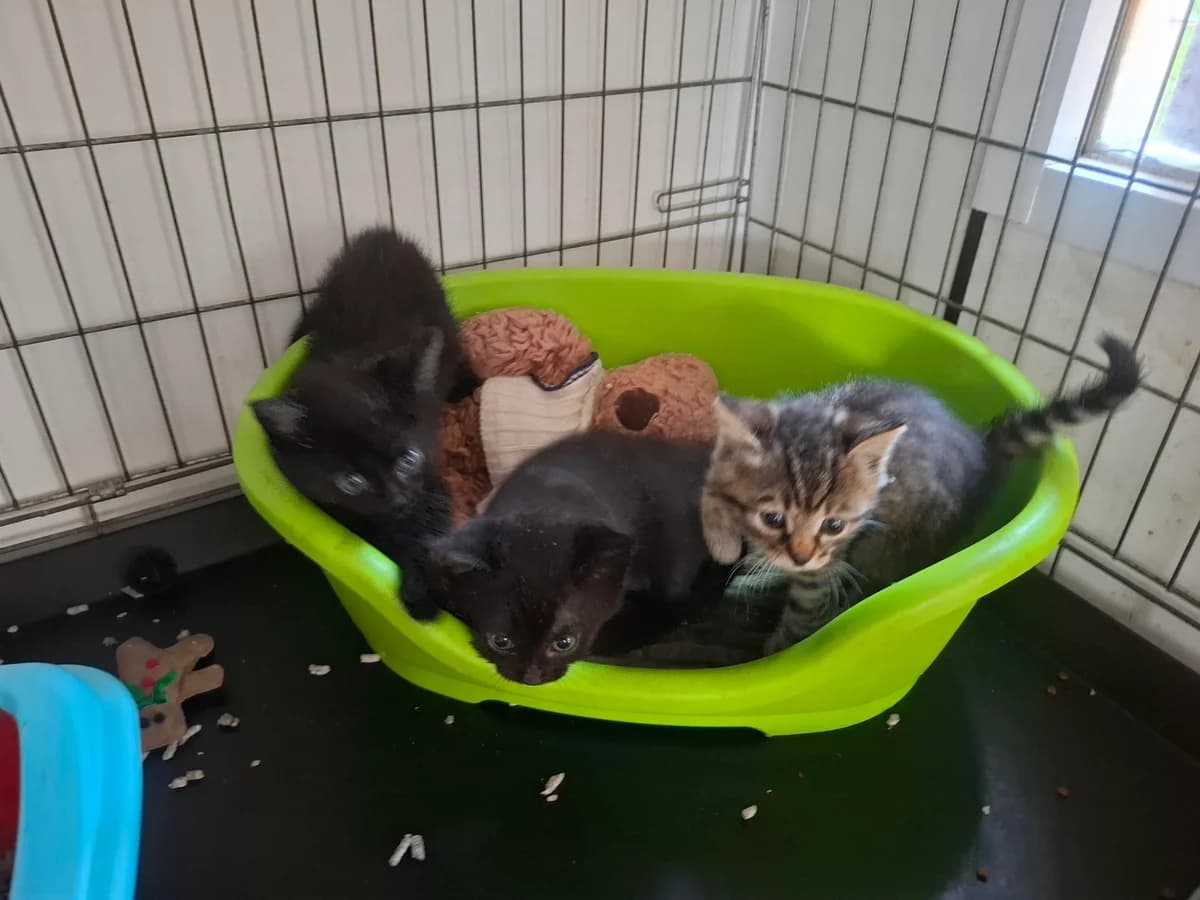 KITTENS, puppy mixed breed for adoption at Dierenwereldkruis VZW, Bornem