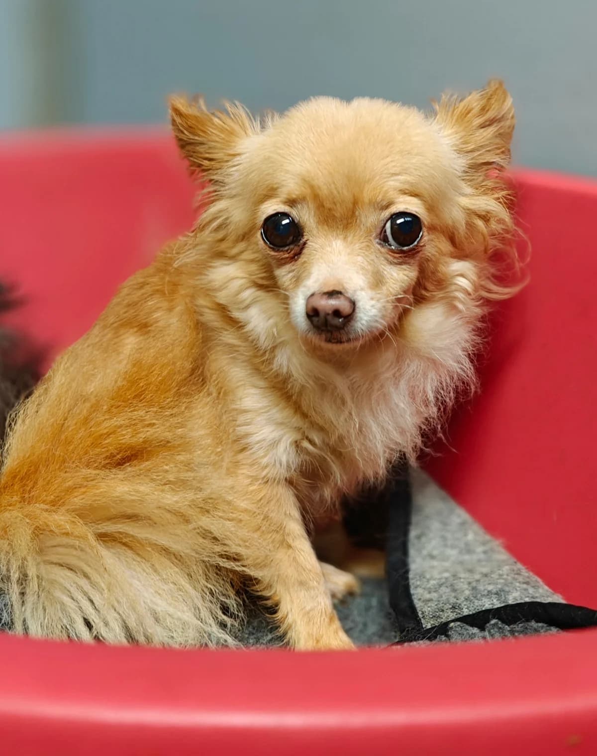 MILA (zie ook bij Nilou en Tischa), female senior Chihuahua for adoption at Dierenwereldkruis VZW, Bornem