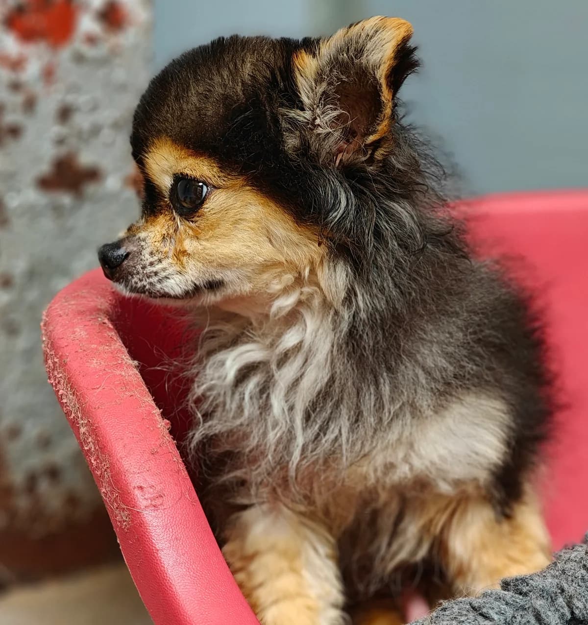 NILOU (zie ook bij Mila en Tischa), male senior Chihuahua for adoption at Dierenwereldkruis VZW, Bornem