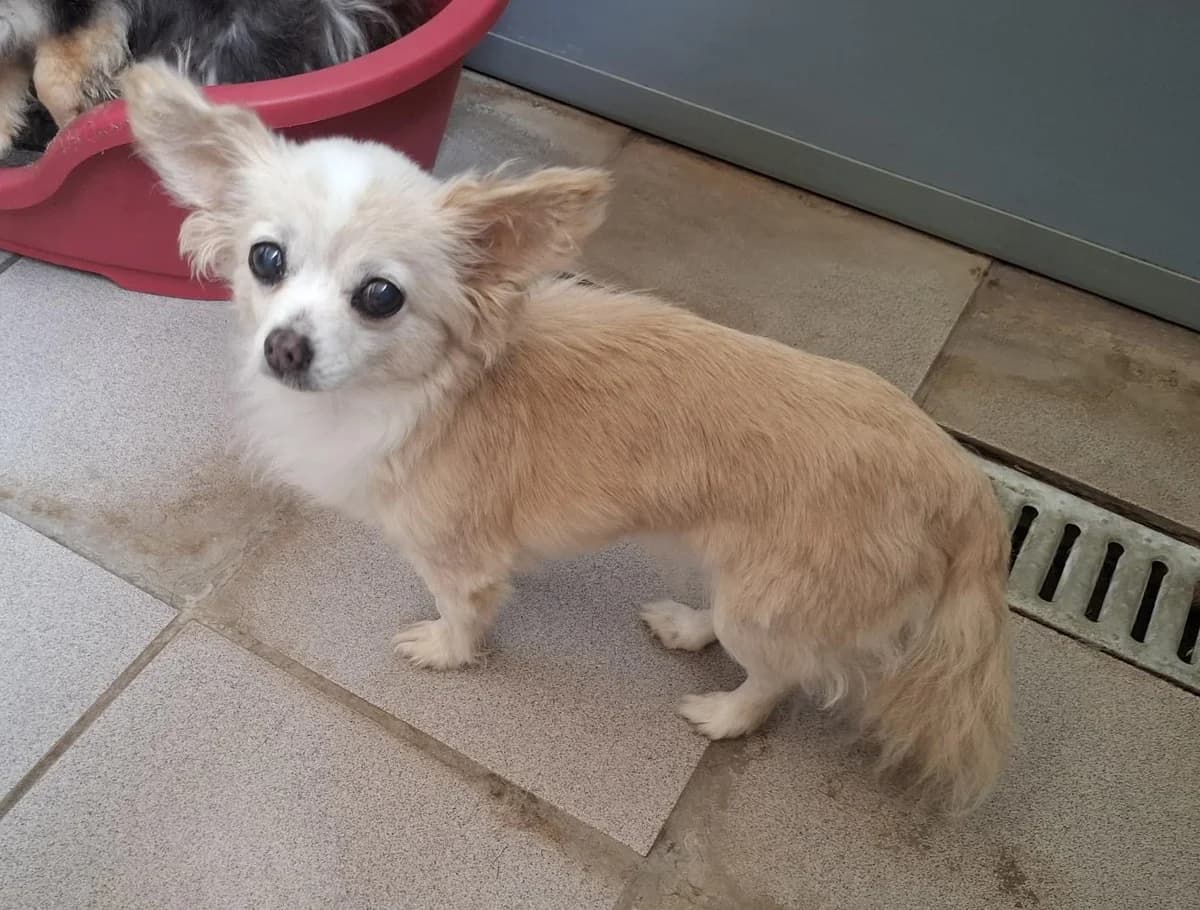 TISCHA (zie ook bij Mila en Nilou), female senior Chihuahua for adoption at Dierenwereldkruis VZW, Bornem