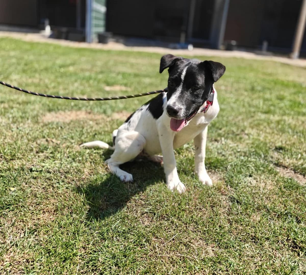 DOMINGO, male puppy mixed breed for adoption at Dierenwereldkruis VZW, Bornem