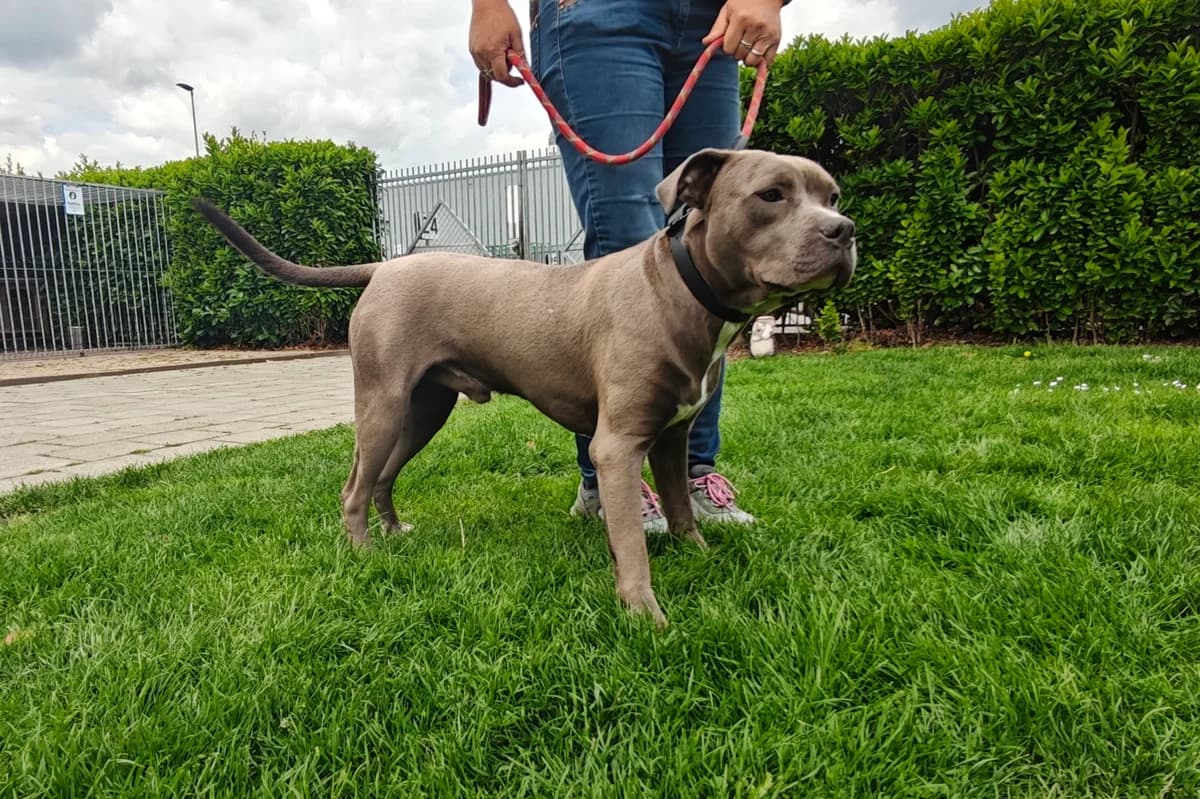 ARES, goud male puppy mixed breed for adoption at Dierenwereldkruis VZW, Bornem