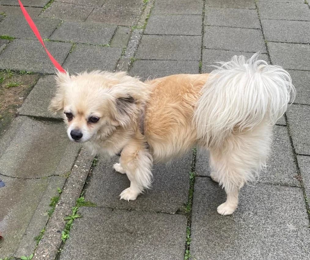 JACK, male senior Chihuahua for adoption at Dierenwereldkruis VZW, Bornem