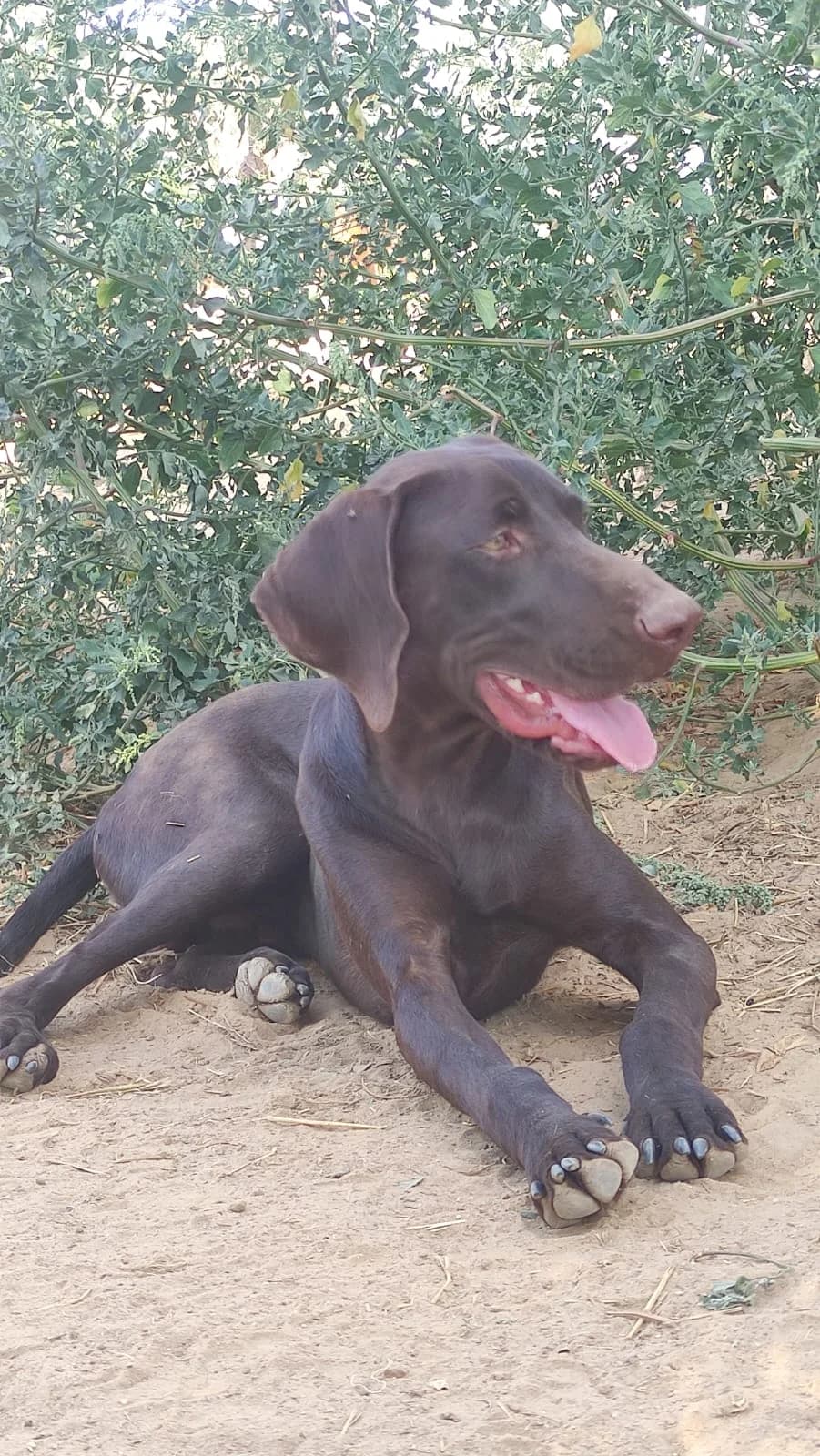 Kumba ( Belgie ), bruin male young Pointer for adoption at Dogs Behind Bars