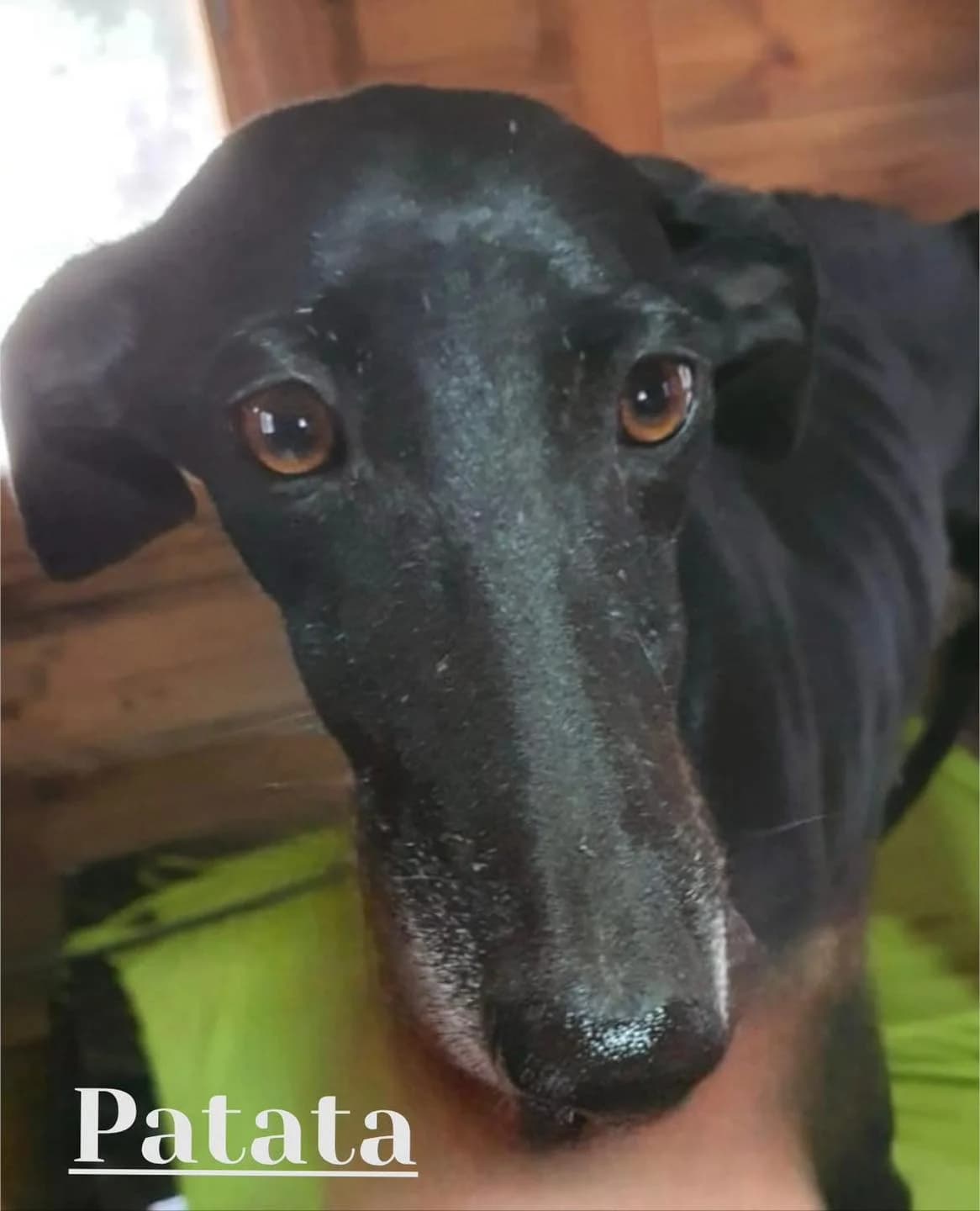 Patata, female 3yo Galgo Español for adoption at Dogs Behind Bars