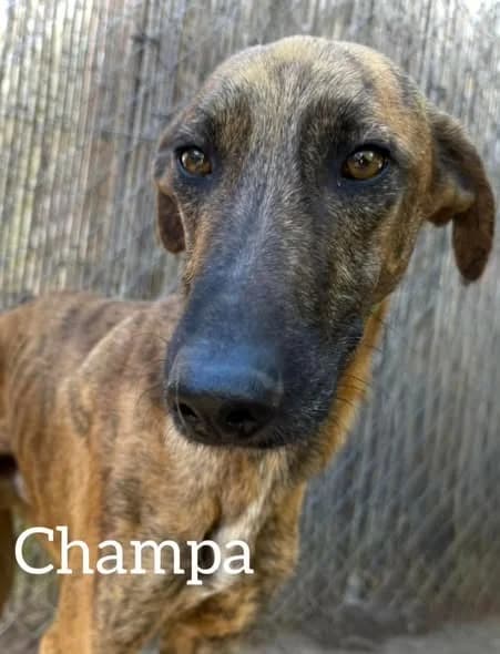 Champa, male 4yo Galgo Español for adoption at Dogs Behind Bars