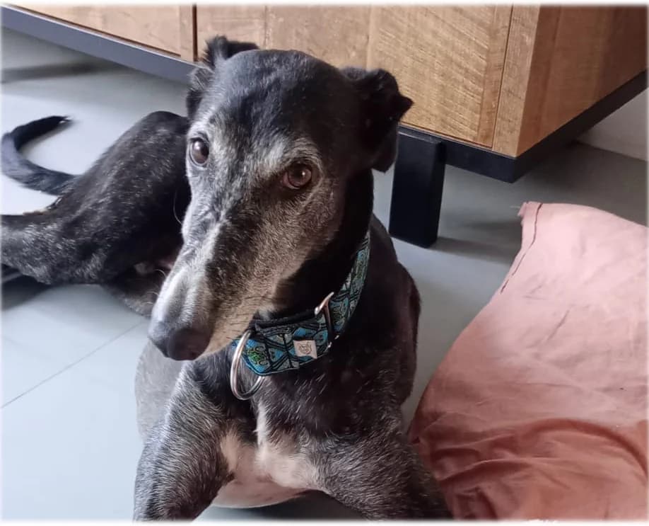 Evaristo - Mastin Mix, male senior mixed breed for adoption at Dogs Behind Bars