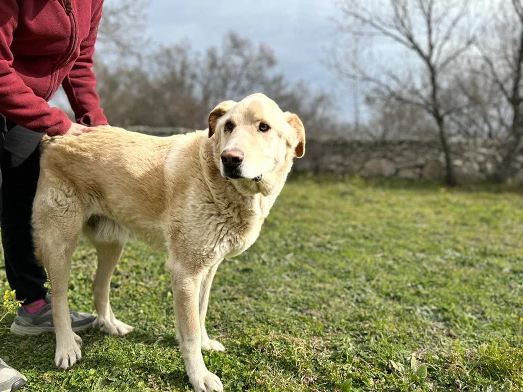 Evaristo - Mastin Mix, male senior mixed breed for adoption at Dogs Behind Bars