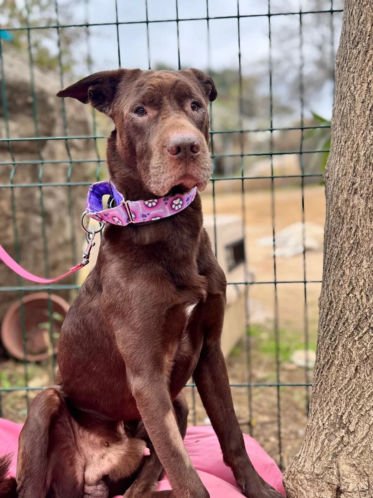 Baloo, male senior Labrador Retriever for adoption at Dogs Behind Bars