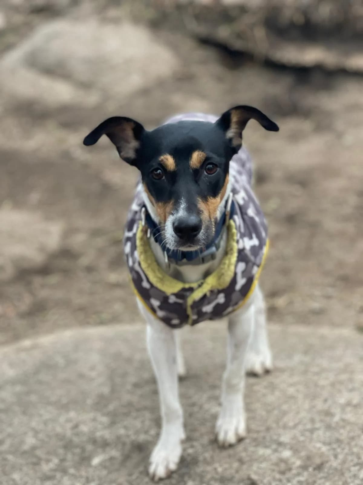 Greta, female puppy mixed breed for adoption at Dogs Behind Bars