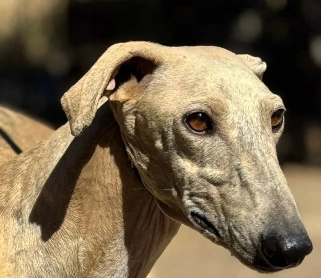 Pavarotti, male Galgo Español for adoption at Dogs Behind Bars