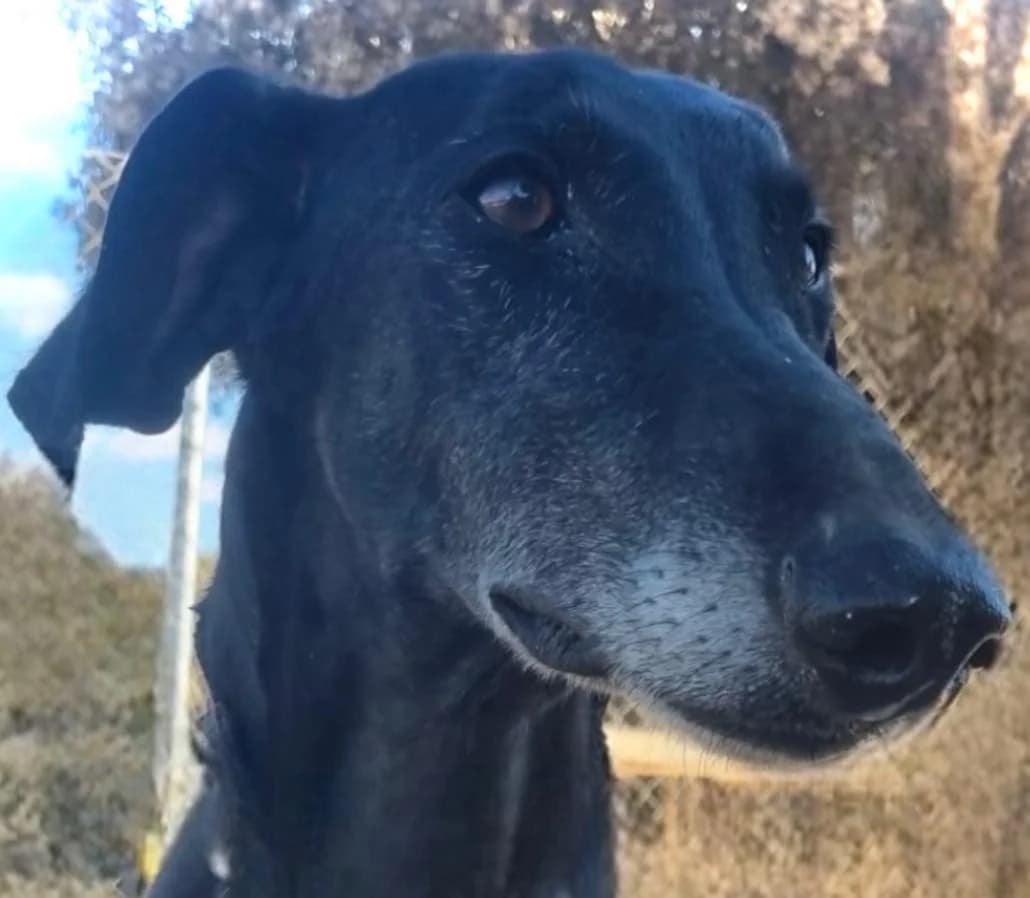 Ranses, male 3yo Galgo Español for adoption at Dogs Behind Bars
