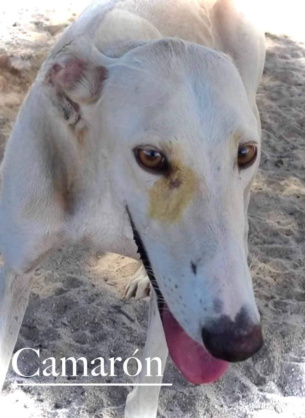 Camarón, male 3yo Galgo Español for adoption at Dogs Behind Bars