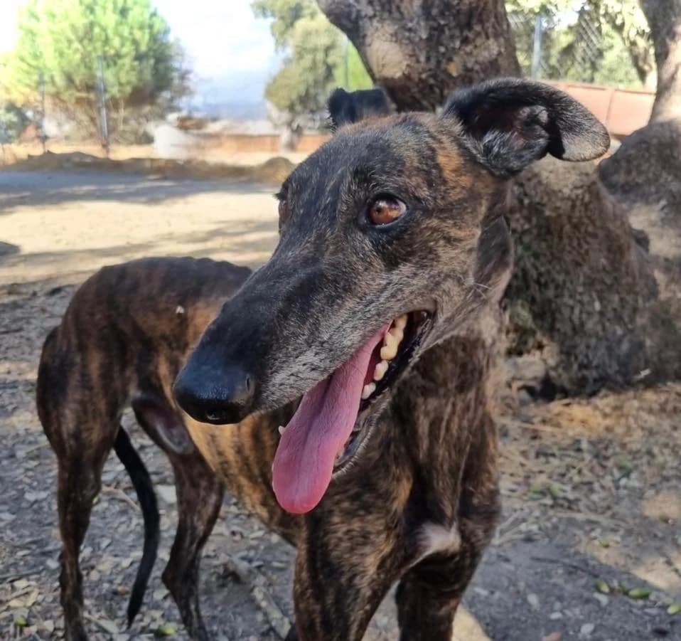 Kratos, male 4yo Galgo Español for adoption at Dogs Behind Bars