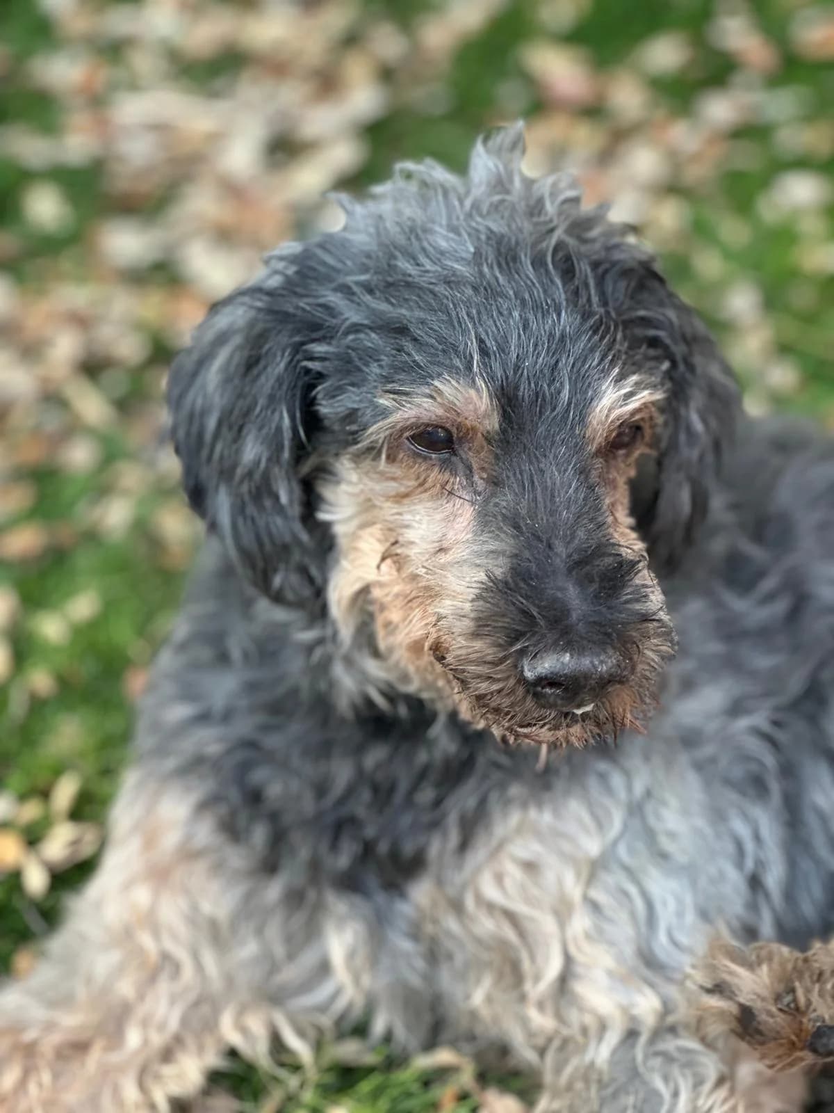 Rox - Mix Yorkshire, male senior Yorkshire Terrier for adoption at Dogs Behind Bars