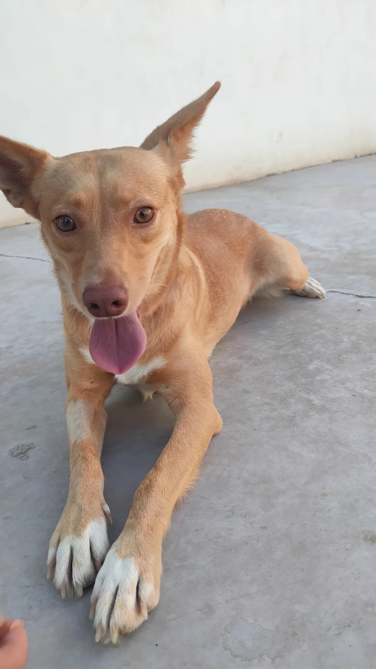 Julia, female 4yo Podenco for adoption at Dogs Behind Bars