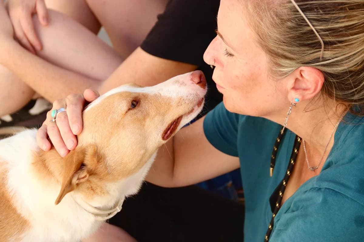 Principe, male young Podenco for adoption at Dogs Behind Bars