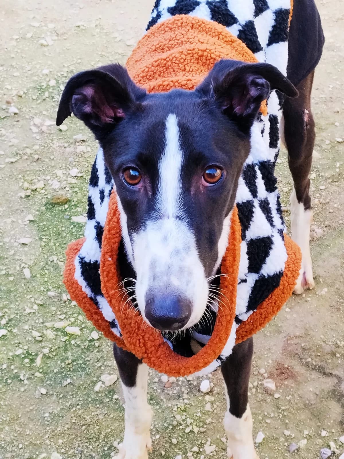 Enzo, male 3yo Galgo Español for adoption at Dogs Behind Bars