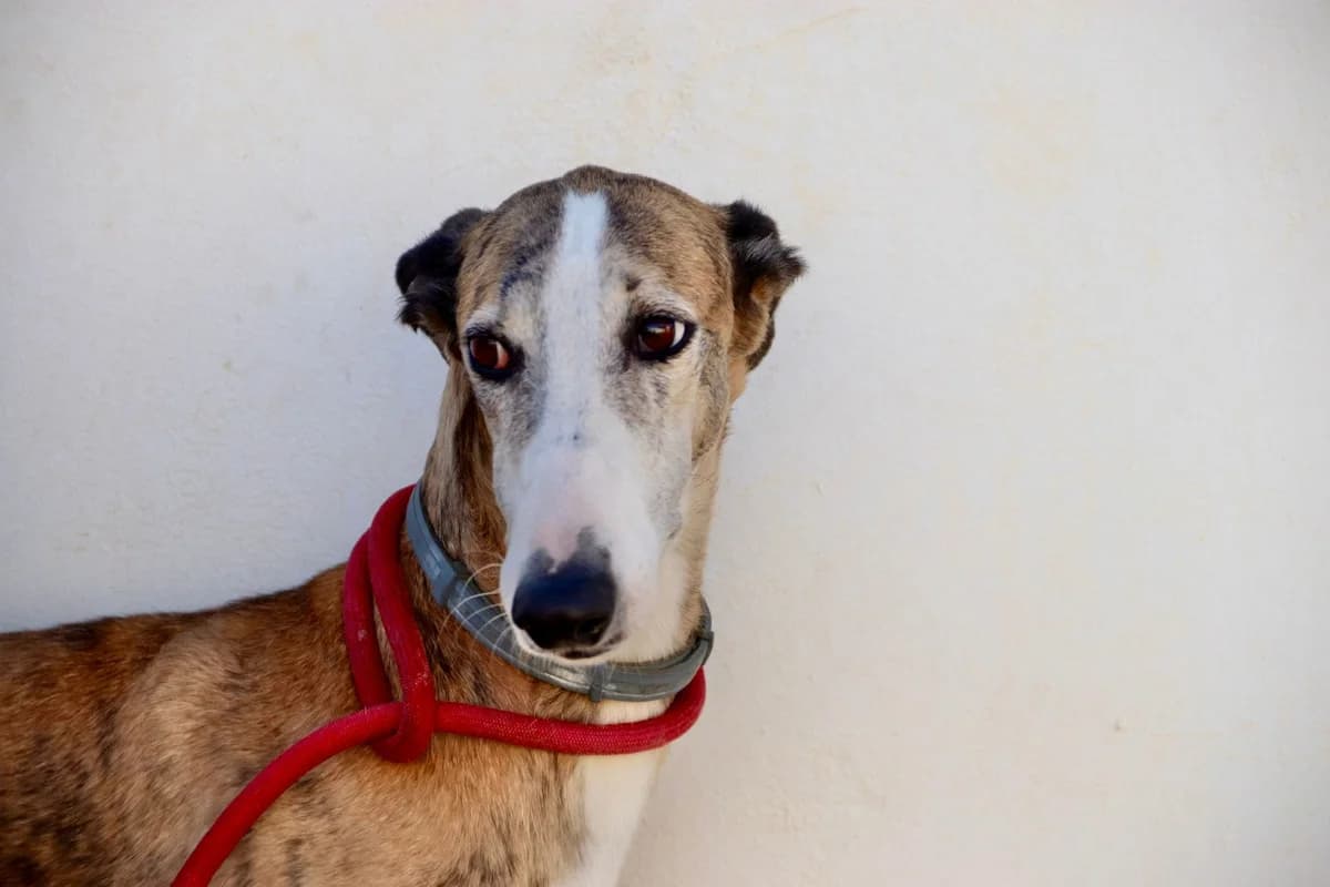 Sirio, male 6yo Galgo Español for adoption at Dogs Behind Bars