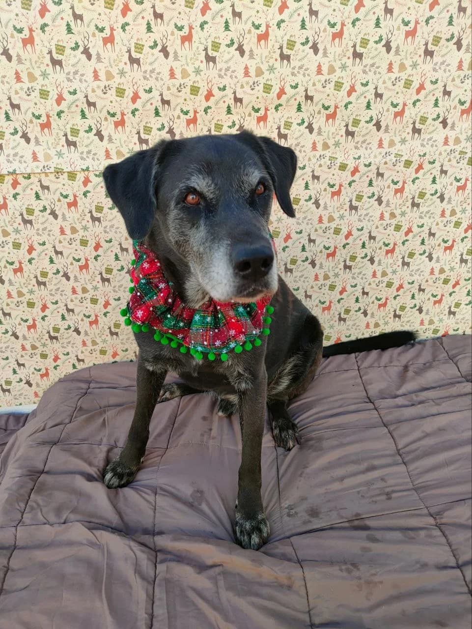 Basilio - Mix, male senior Mixed Breed for adoption at Dogs Behind Bars