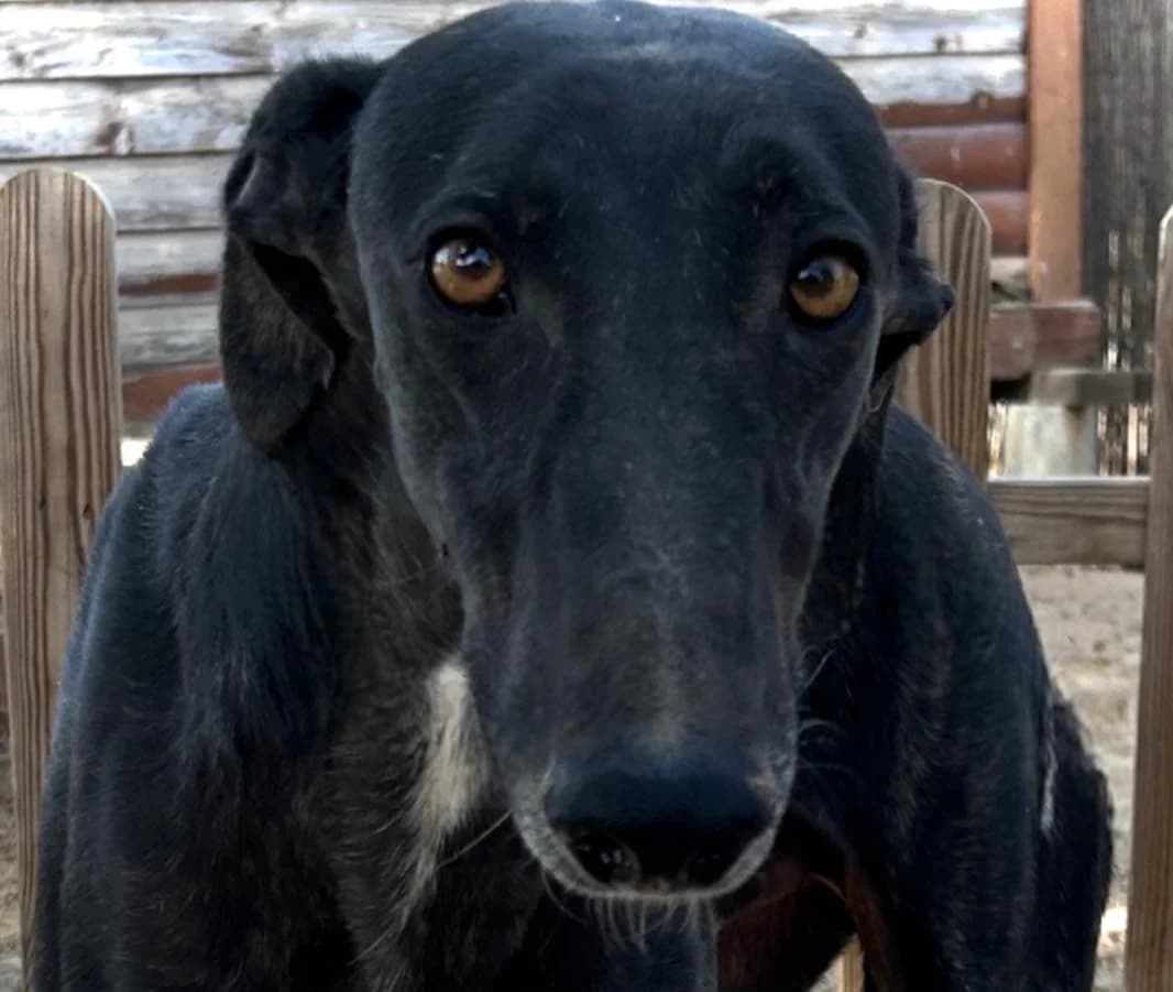 Camilo, male 4yo Galgo Español for adoption at Dogs Behind Bars