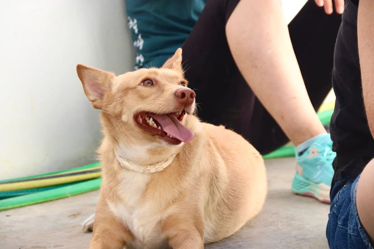 Julia, female 4yo Podenco for adoption at Dogs Behind Bars