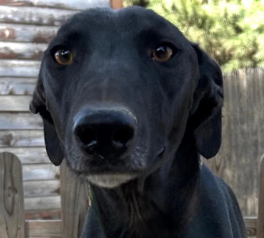Damasco, male 3yo Galgo Español for adoption at Dogs Behind Bars