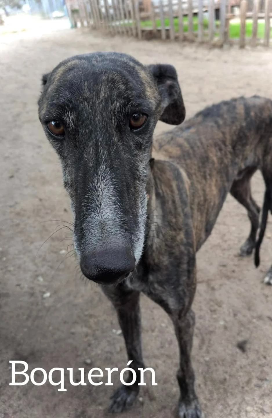 Boqurón, male 5yo Galgo Español for adoption at Dogs Behind Bars