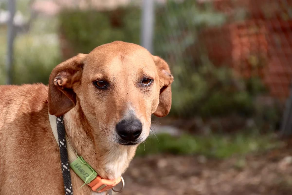 Laqui, male Podenco for adoption at Dogs Behind Bars