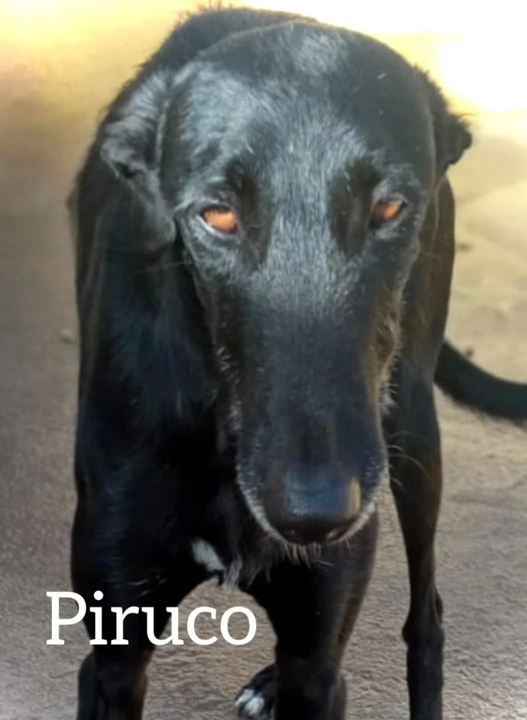 Piruco, male 4yo Galgo Español for adoption at Dogs Behind Bars