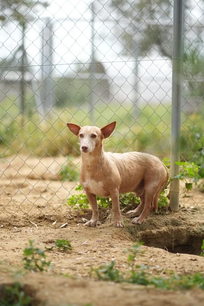 Cosmo - Podenco Maneto, male 6yo Podenco for adoption at Dogs Behind Bars