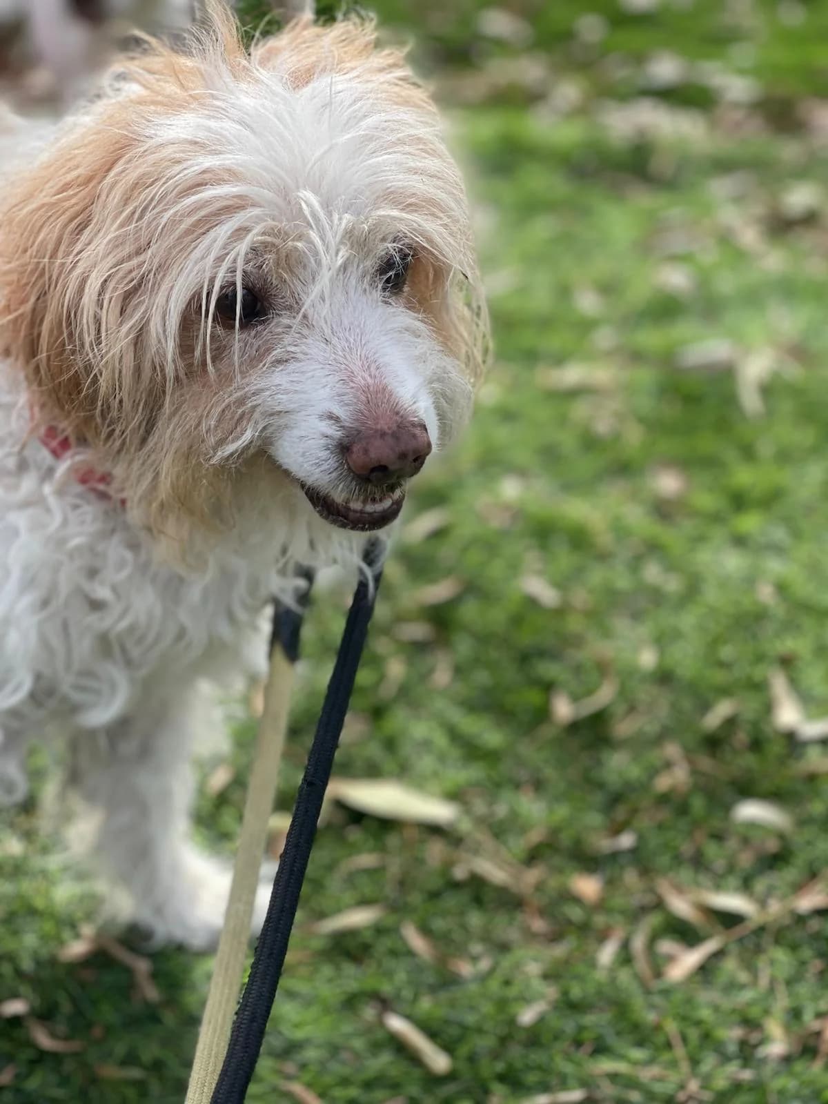 Deysy, female senior Mixed Breed for adoption at Dogs Behind Bars