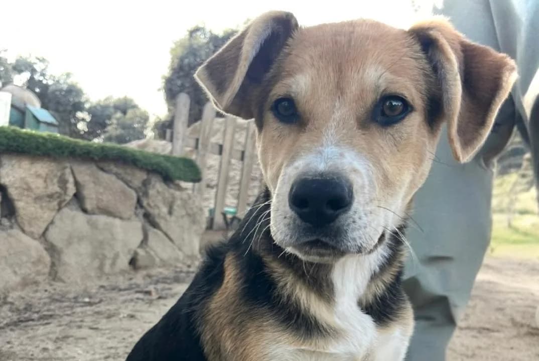 Fit, male young Mixed Breed for adoption at Dogs Behind Bars
