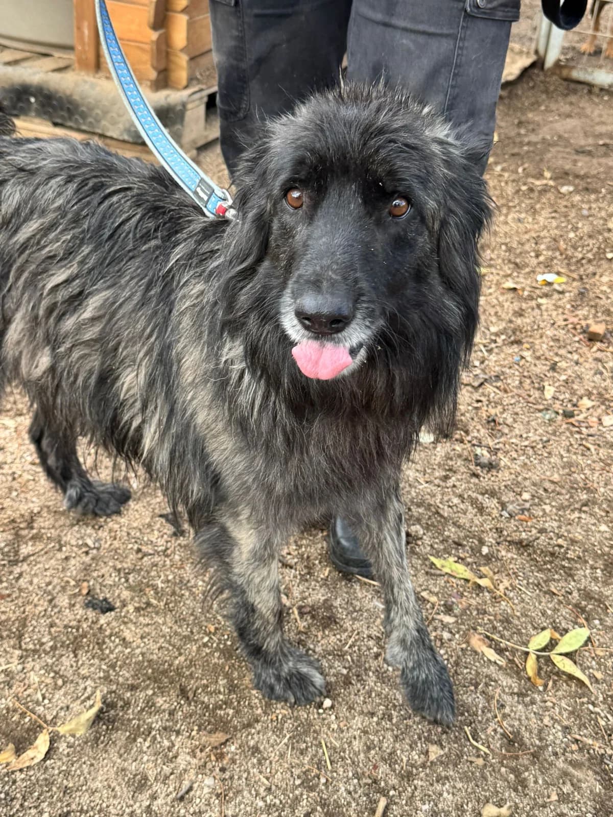 Klaus, male Mixed Breed for adoption at Dogs Behind Bars