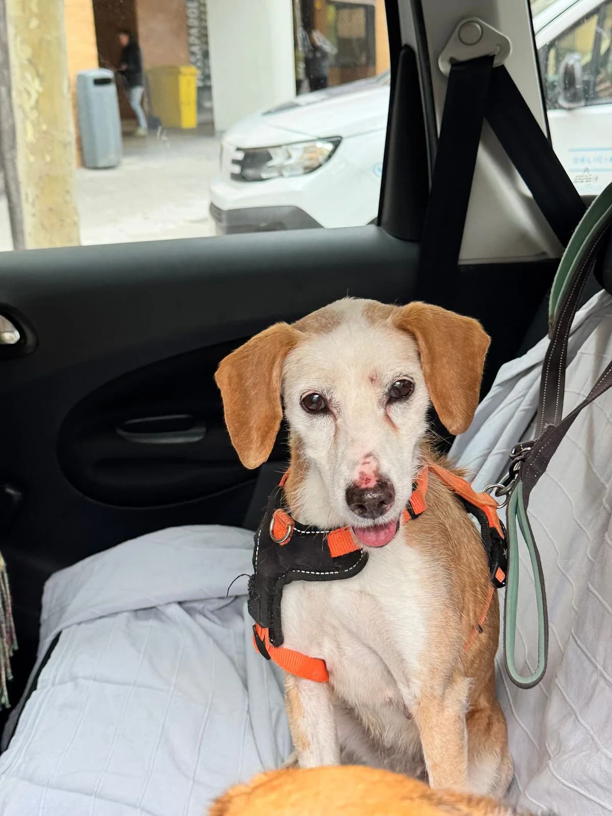 Ofelia, female senior Podenco for adoption at Dogs Behind Bars