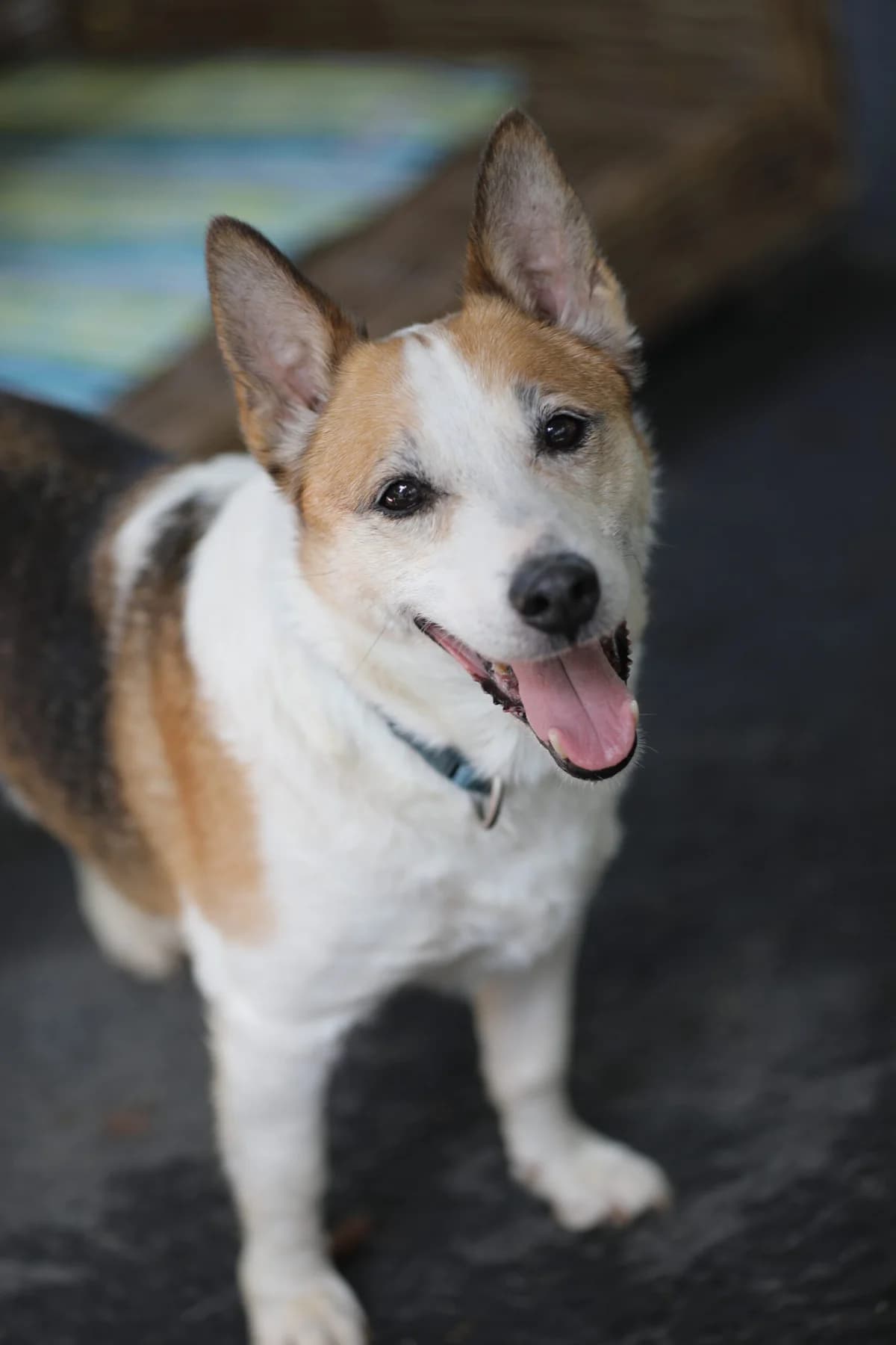 Jack, Jack Russell Terrier for adoption at La Feuille de l, Remouchamps (Liège)
