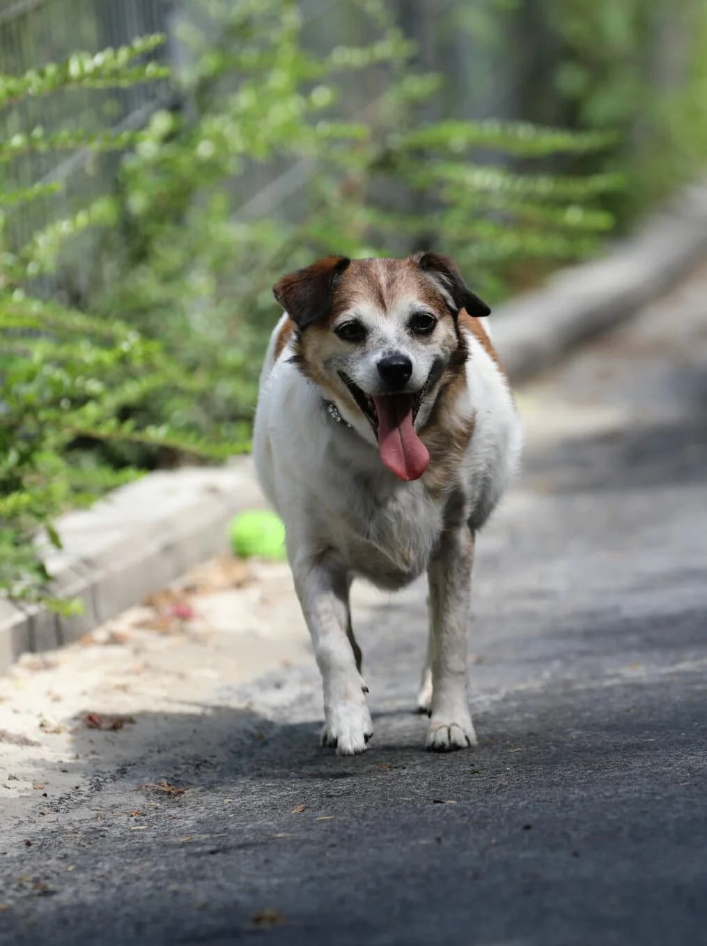 Daisy, Jack Russell Terrier for adoption at La Feuille de l, Remouchamps (Liège)