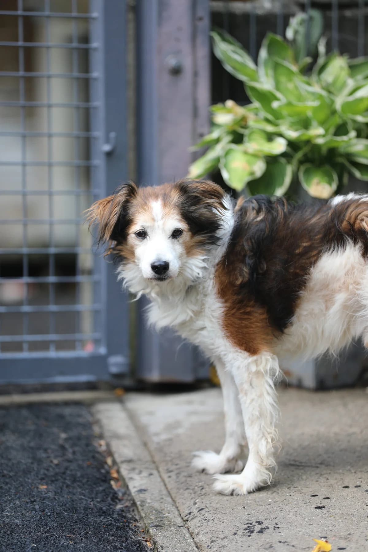 Ringo, Mixed Breed for adoption at La Feuille de l, Remouchamps (Liège)