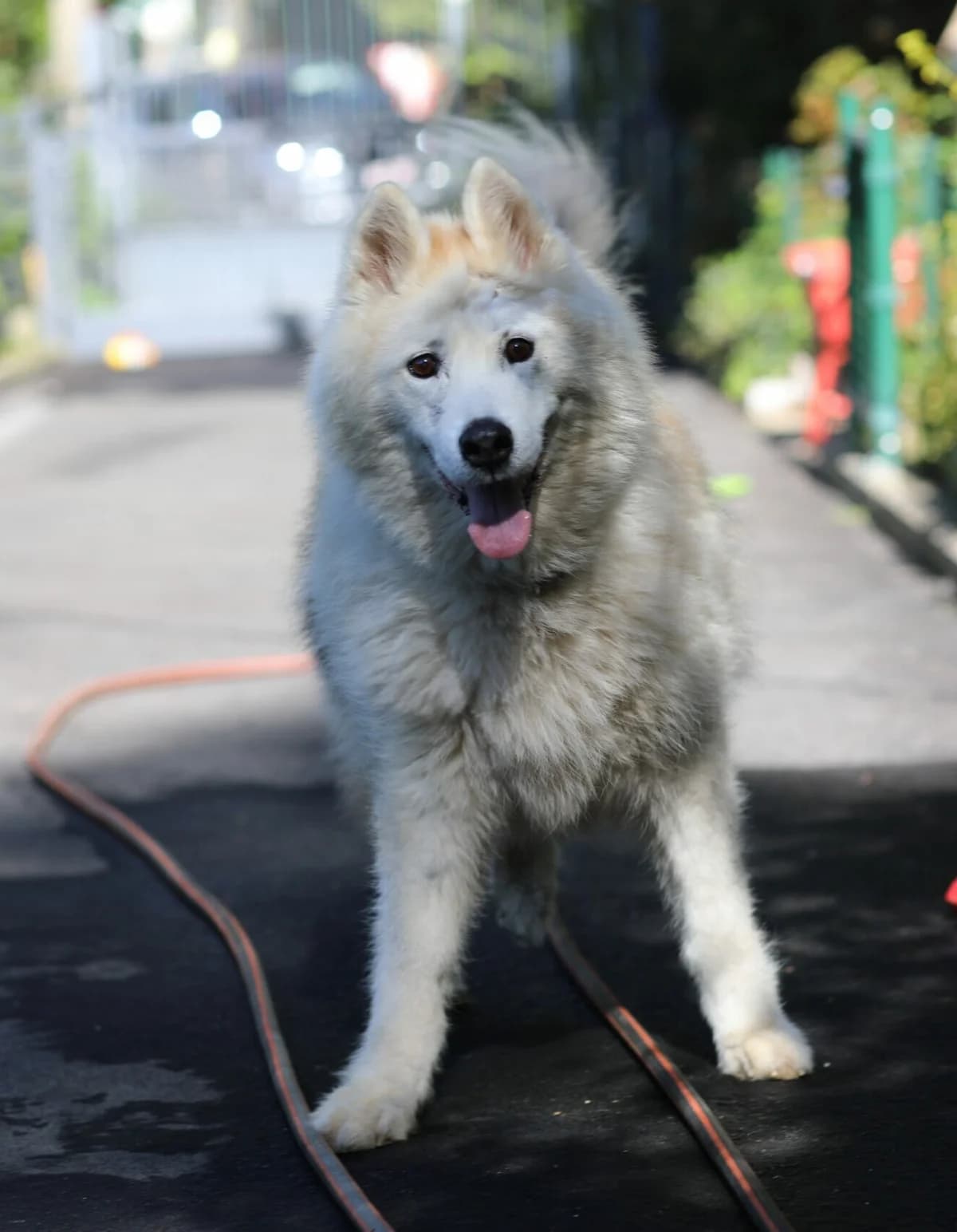 Max, Alaskan Malamute for adoption at La Feuille de l, Remouchamps (Liège)