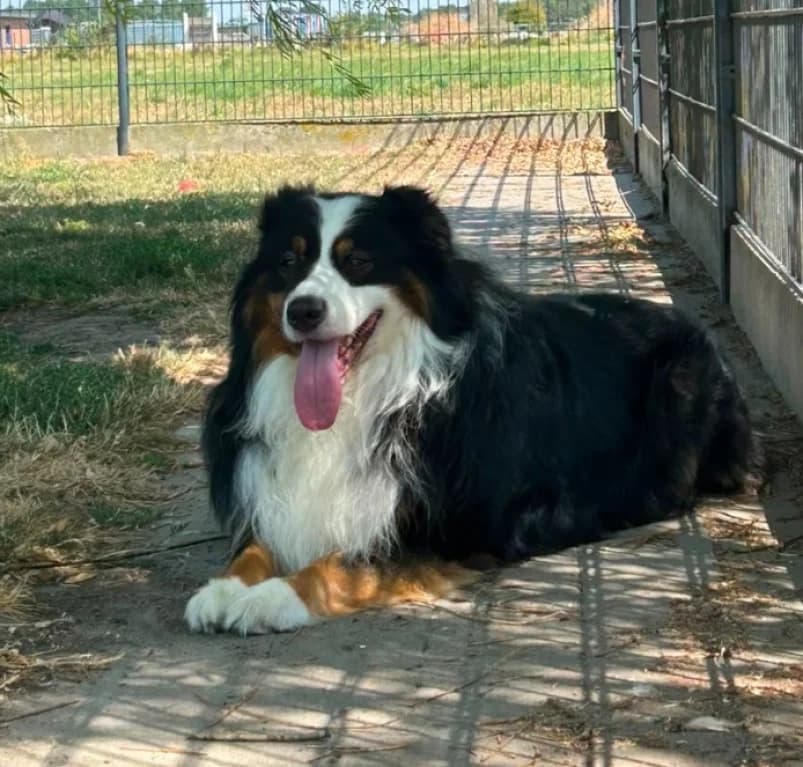 Arko, 3yo mixed breed for adoption at Dierenasiel Ganzeweide, Veurne