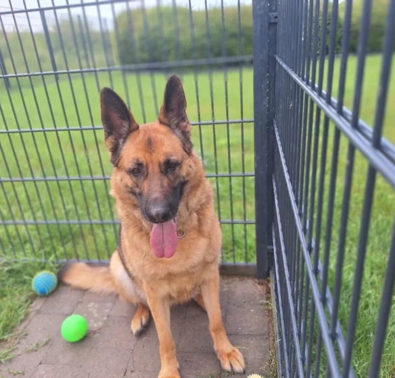 Ayla, 6yo mixed breed for adoption at Dierenasiel Ganzeweide, Veurne